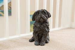 1731146459ShihTzu01.jpg