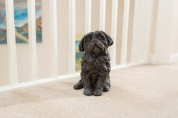 1731146468ShihTzu01Edit.jpg